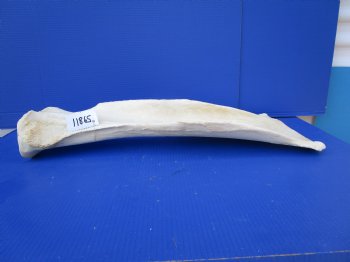27-3/4 by 11-3/4 inches Real African Giraffe Shoulder Blade Bone  - Buy this one for $49.99