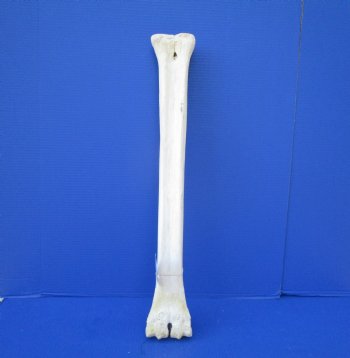 25-3/4 inches African Giraffe Metatarsal Leg Bone- Buy this one for $129.99 (SHIPS UPS ONLY)