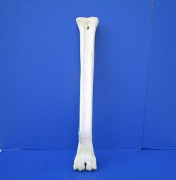 25-3/4 inches African Giraffe Metatarsal Leg Bone- Buy this one for $129.99 (SHIPS UPS ONLY)