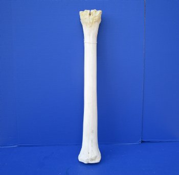 25-3/4 inches African Giraffe Metatarsal Leg Bone- Buy this one for $129.99 (SHIPS UPS ONLY)