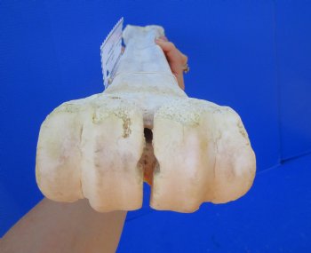 25-3/4 inches African Giraffe Metatarsal Leg Bone- Buy this one for $129.99 (SHIPS UPS ONLY)