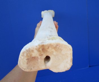 25-3/4 inches African Giraffe Metatarsal Leg Bone- Buy this one for $129.99 (SHIPS UPS ONLY)