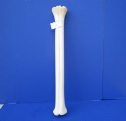 26 inches African Giraffe Metacarpal Leg Bone- Buy this one for $129.99 (SHIPS UPS ONLY)