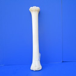 22-3/4 inches African Giraffe Metacarpal Leg Bone- Buy this one for $99.99