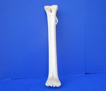 22-3/4 inches African Giraffe Metacarpal Leg Bone- Buy this one for $99.99