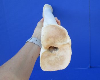 22-3/4 inches African Giraffe Metacarpal Leg Bone- Buy this one for $99.99