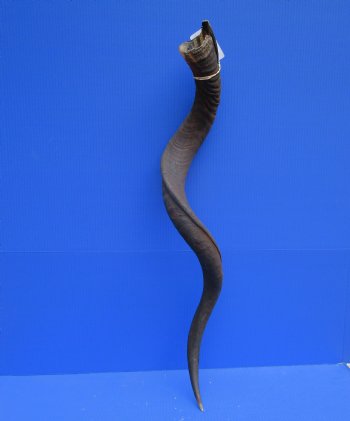 40-1/2 inches Large Kudu Horn (31 inches Straight)  - Buy this one for $114.99