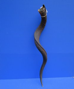 40-1/2 inches Large...