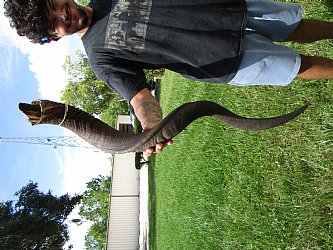 40-1/2 inches Natural Kudu Horn (31-1/4 inches Straight) - Buy for $114.99