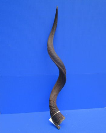 40-1/2 inches Large Kudu Horn (31 inches Straight)  - Buy this one for $114.99