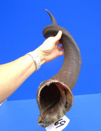 40-1/2 inches Large Kudu Horn (31 inches Straight)  - Buy this one for $114.99