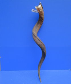 42-1/2 inches Large Kudu Horn (32 inches Straight)  - Buy this one for $114.99