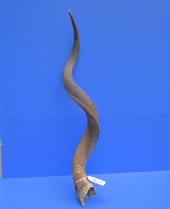 42-1/2 inches Large Kudu Horn (32 inches Straight)  - Buy this one for $114.99