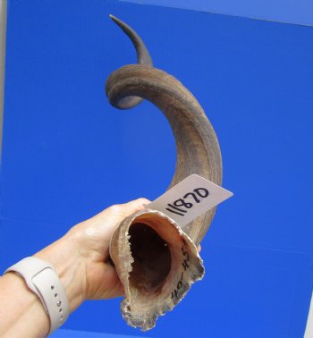 42-1/2 inches Large Kudu Horn (32 inches Straight)  - Buy this one for $114.99