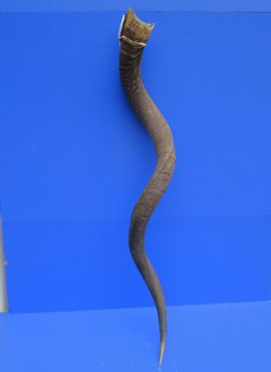 46 inches Extra Large Kudu Horn (36-1/2 inches Straight)  - Buy this one for $149.99