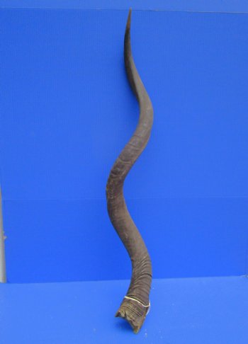 46 inches Extra Large Kudu Horn (36-1/2 inches Straight)  - Buy this one for $149.99