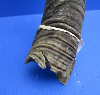 46 inches Extra Large Kudu Horn (36-1/2 inches Straight)  - Buy this one for $149.99