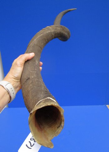 46 inches Extra Large Kudu Horn (36-1/2 inches Straight)  - Buy this one for $149.99