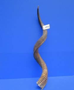 43-3/4 Large Kudu H...