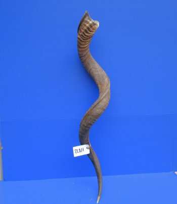 43-3/4 Large Kudu Horn (31 inches Straight)  - Buy this one for $114.99
