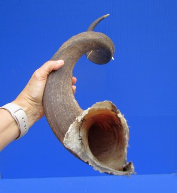 43-3/4 Large Kudu Horn (31 inches Straight)  - Buy this one for $114.99