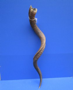 43 inches Large Kud...