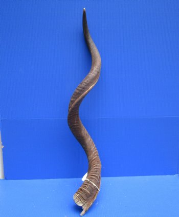 43 inches Large Kudu Horn (31-1/2 inches Straight)  - Buy this one for $114.99