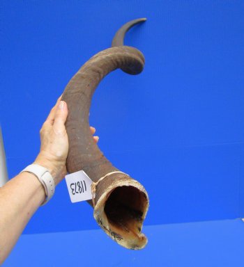 43 inches Large Kudu Horn (31-1/2 inches Straight)  - Buy this one for $114.99