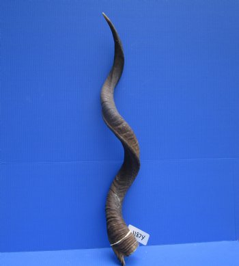 41-1/2 inches Large Kudu Horn (31-1/2 inches Straight)  - Buy this one for $114.99