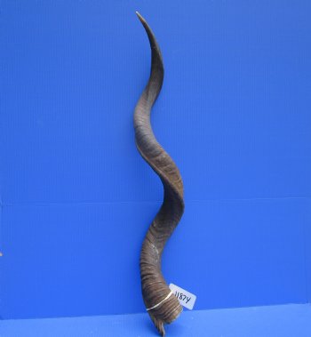 41-1/2 inches Large Kudu Horn (31-1/2 inches Straight)  - Buy this one for $114.99