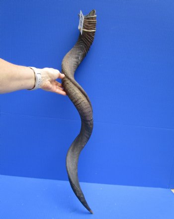 41-1/2 inches Large Kudu Horn (31-1/2 inches Straight)  - Buy this one for $114.99