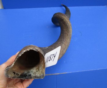 41-1/2 inches Large Kudu Horn (31-1/2 inches Straight)  - Buy this one for $114.99