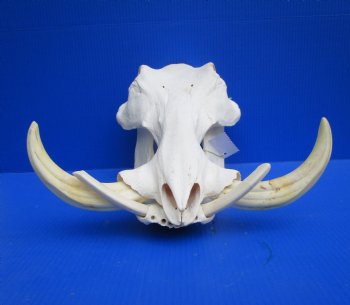 14 inches Large Warthog Skull with 9-1/2 inches Ivory Tusks - Buy this one for $164.99