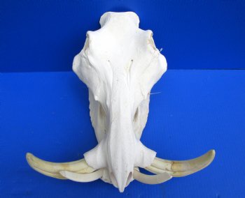 14 inches Large Warthog Skull with 9-1/2 inches Ivory Tusks - Buy this one for $164.99