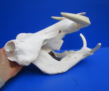 14 inches Large Warthog Skull with 9-1/2 inches Ivory Tusks - Buy this one for $164.99