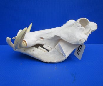 14 inches Large Warthog Skull with 9-1/2 inches Ivory Tusks - Buy this one for $164.99