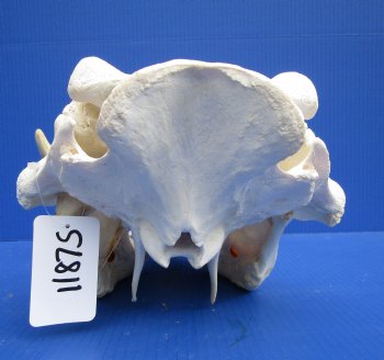 14 inches Large Warthog Skull with 9-1/2 inches Ivory Tusks - Buy this one for $164.99