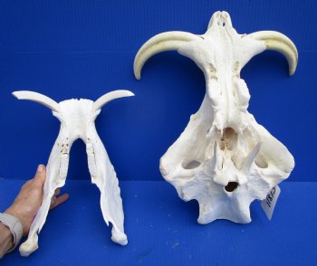 14 inches Large Warthog Skull with 9-1/2 inches Ivory Tusks - Buy this one for $164.99