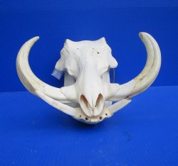 14 inches Extrq Large Warthog Skull with <font color=red> Huge  10-1/2 and 11 inches </font> Tusks - Buy this one for $184.99