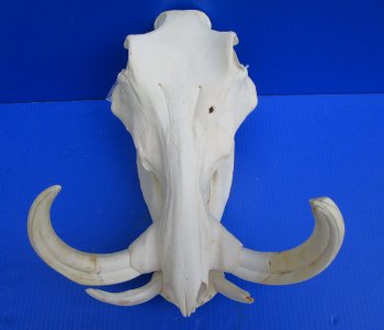 14 inches Extra Large Warthog Skull with <font color=red> Huge  10-1/2 and 11 inches Tusks  </font> - Buy this one for $184.99