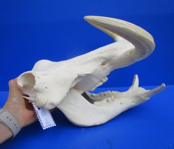 14 inches Extra Large Warthog Skull with <font color=red> Huge  10-1/2 and 11 inches Tusks  </font> - Buy this one for $184.99
