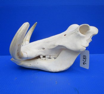 14 inches Extra Large Warthog Skull with <font color=red> Huge  10-1/2 and 11 inches Tusks  </font> - Buy this one for $184.99