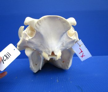 14 inches Extra Large Warthog Skull with <font color=red> Huge  10-1/2 and 11 inches Tusks  </font> - Buy this one for $184.99