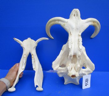 14 inches Extra Large Warthog Skull with <font color=red> Huge  10-1/2 and 11 inches Tusks  </font> - Buy this one for $184.99