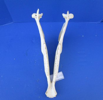 14 by 7 inches African Burchelli Zebra Bottom Jaw (NO Top Skull) - Buy this one for $24.99