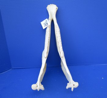 14 by 7 inches African Burchelli Zebra Bottom Jaw (NO Top Skull) - Buy this one for $24.99
