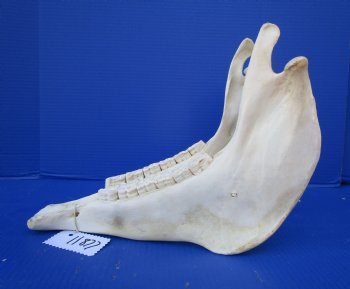 14 by 7 inches African Burchelli Zebra Bottom Jaw (NO Top Skull) - Buy this one for $24.99