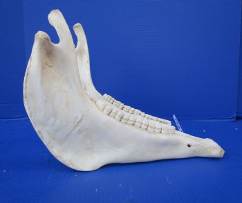 14 by 7 inches African Burchelli Zebra Bottom Jaw (NO Top Skull) - Buy this one for $24.99