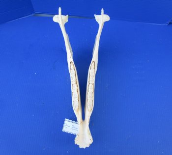 14-1/4 by 6-1/4 inches African Burchelli Zebra Bottom Jaw (NO Top Skull) - Buy this one for $19.99