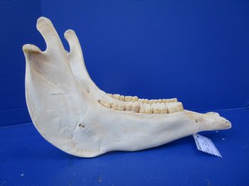 14-1/4 by 6-1/4 inches African Burchelli Zebra Bottom Jaw (NO Top Skull) - Buy this one for $19.99